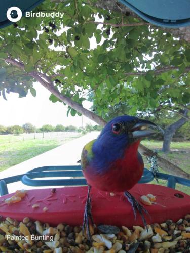 Painted Bunting