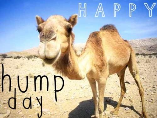 1-Hump Day!