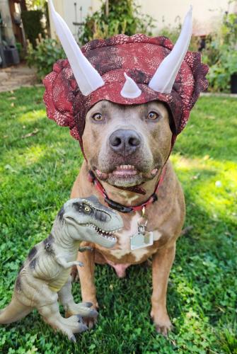 velociraptor day dubs 2026