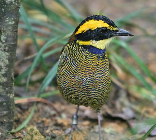 pitta