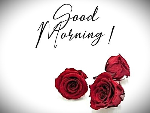 041626 - GM red rose