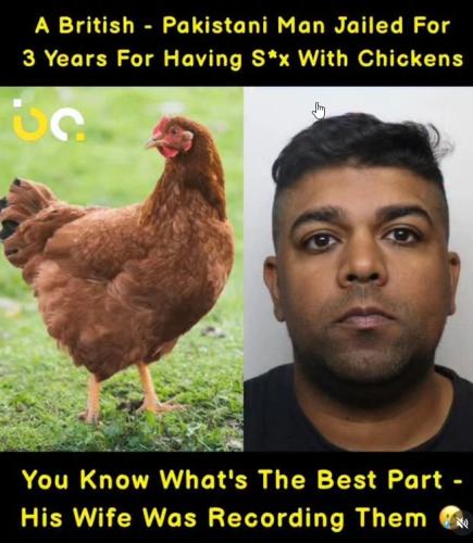 chickens