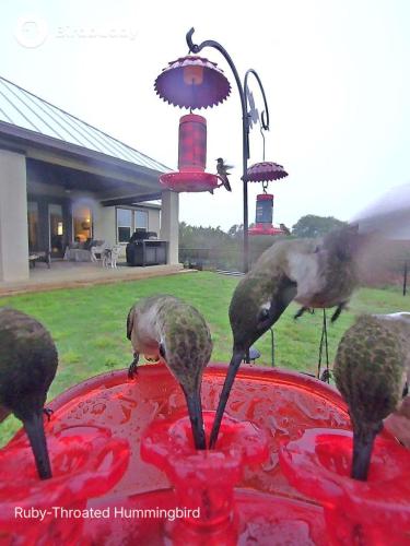 Lots of hummingbirds