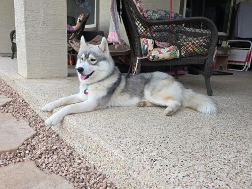 Griffin, almost 9 months old already