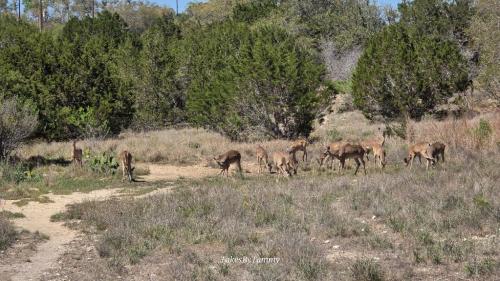 Some of the herd out back