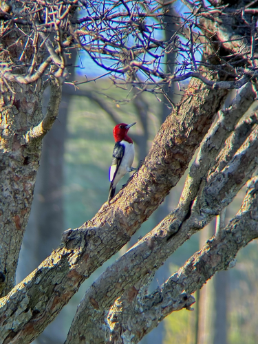 RDT_20260423_1702554180888314916054411