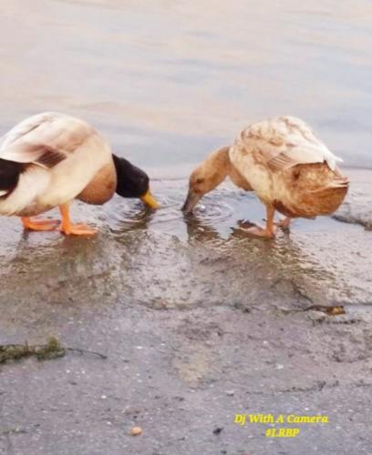 Screenshot_20260407_185033_Gallery