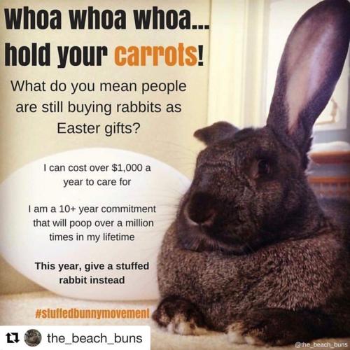 55451631_2400819199982337_8893653599473631232_n