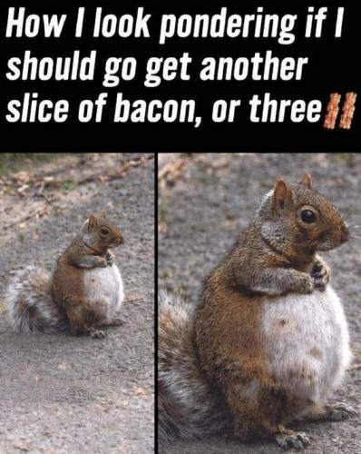 pondering-bacon