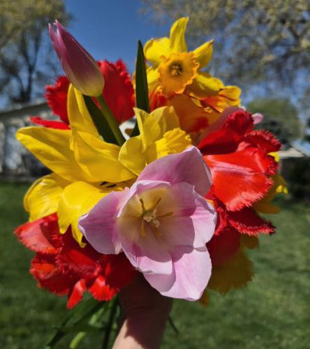 a EVEN more blooms in my garden april 21 2026