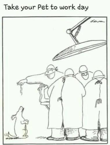 take-your-pet-to-work