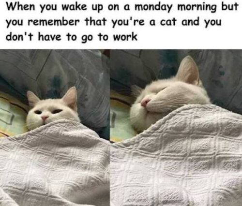 wake-up-on-monday-morning-but-remember-cat-and-dont-have-go-work