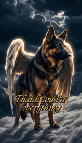 Animals are angels