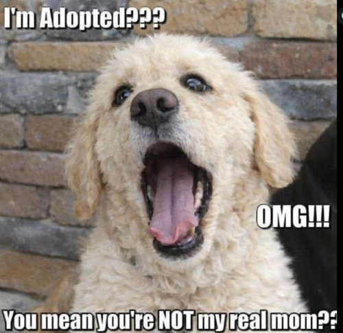 adopted-omg-mean-not-my-real-mom