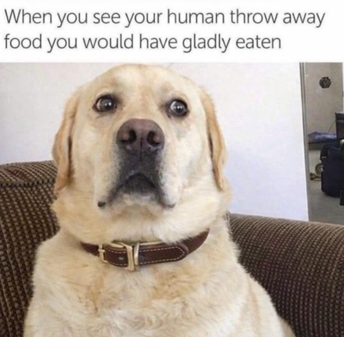 see-human-throw-away-food-would-have-gladly-eaten
