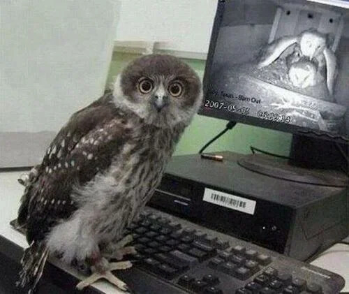 owl-porn