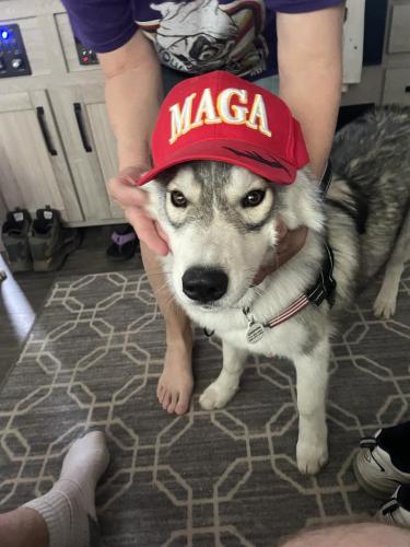 Cutest MAGA puppy ever!