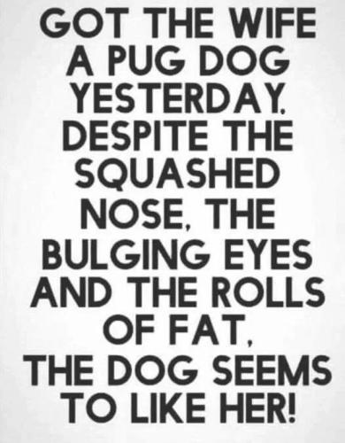 got-wife-a-pug-dog