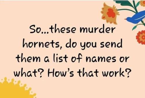 murder-hornets