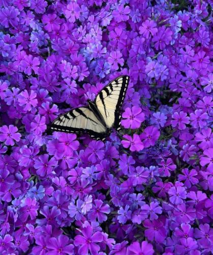 RDT_20260406_0609033606926172077055230