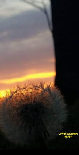 Screenshot_20260412_080156_Gallery