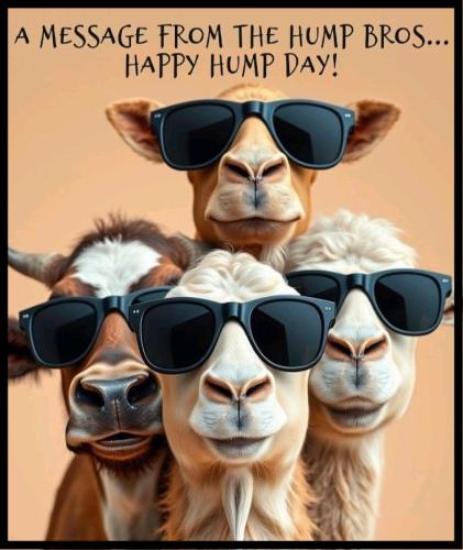 1-Hump Day