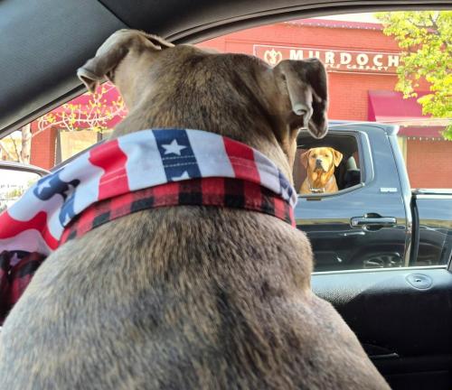 staring at other dog
