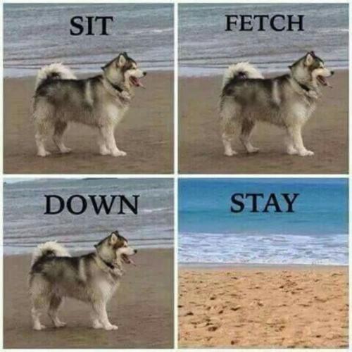 4ca6639cc236068eb017f0c21731434e