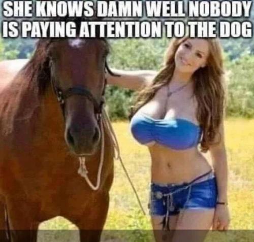 nobody-paying-atttention-to-dog