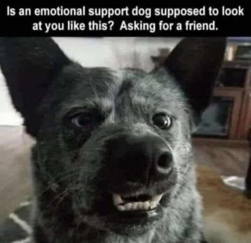 emtional-support-dog