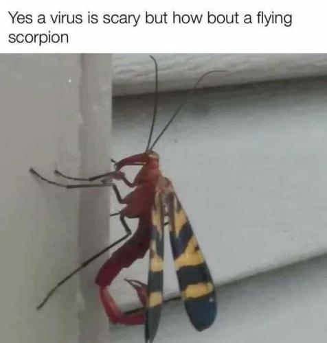 flying-scorpion