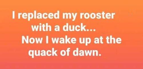 quack-of-dawn