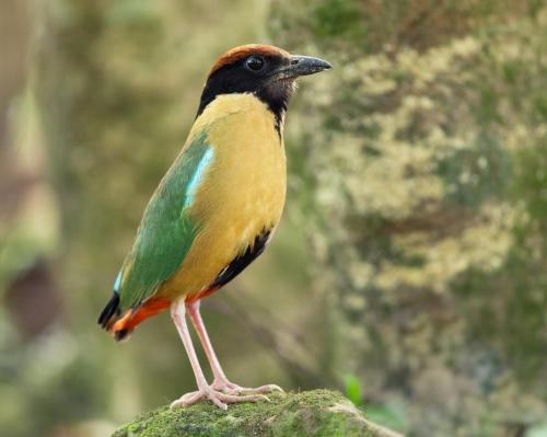 Pitta_versicolor_-_Kembla_Heights