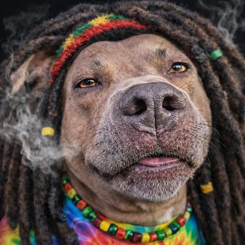 420 dubs rasta jamaican