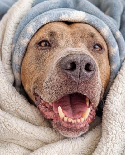 adopt a shelter pet dubs 2026