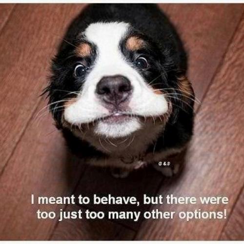 bddc184a58418ff73fe9515441eeea08