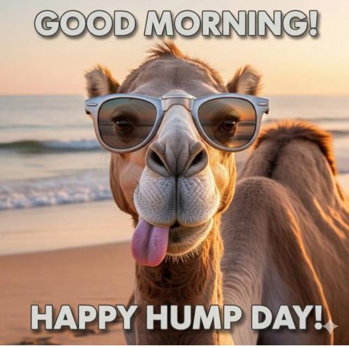 1-Hump Day