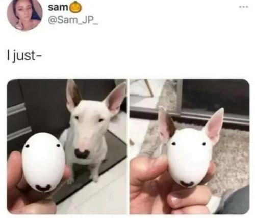 dog-egg
