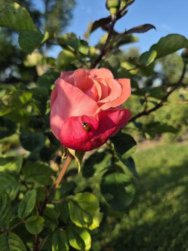 rose with ladybug