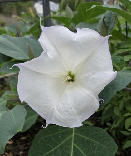 Night bloomer, sweet smelling