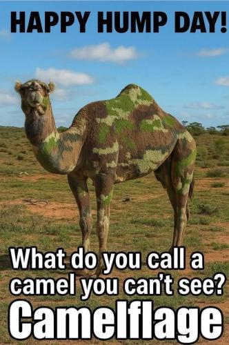 1-Hump Day