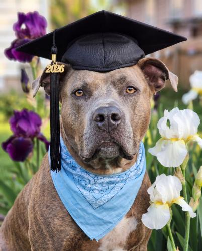 a 2026 graduation