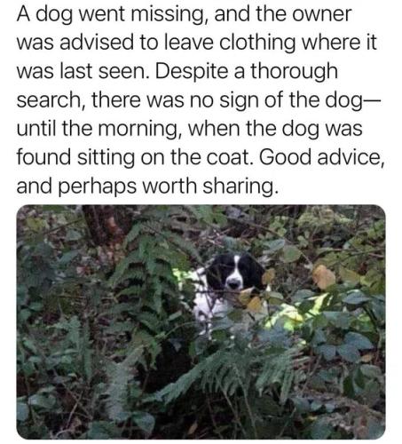 missing-dog