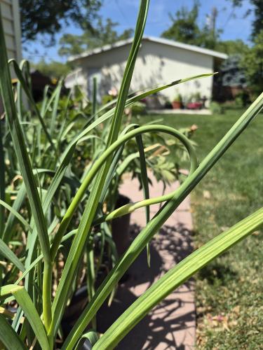 garlic scape