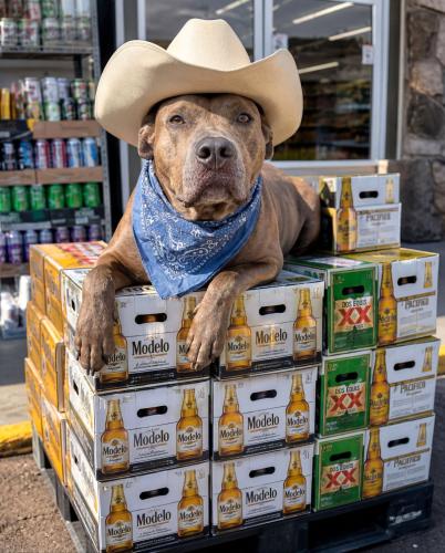 beer dog dubs cinco de mayo
