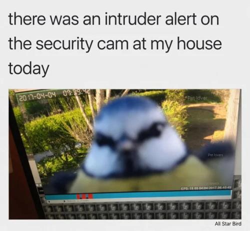 security-cam