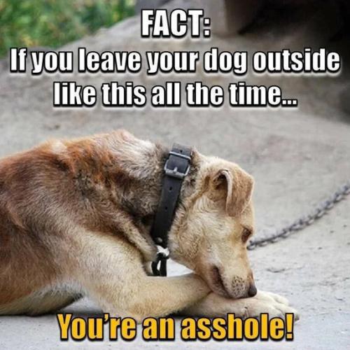 leave-dog-outside-tied-all-the-time