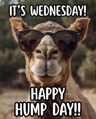 1-Hump Day