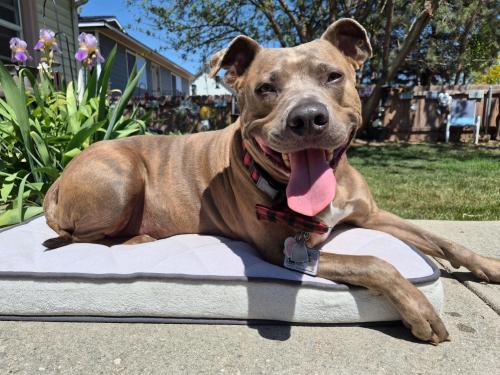 dubs on foam bed outside in sun smiling