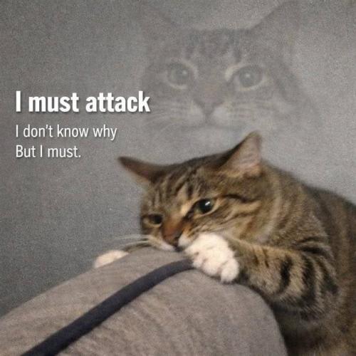 must-attack-dont-know-why-but-must